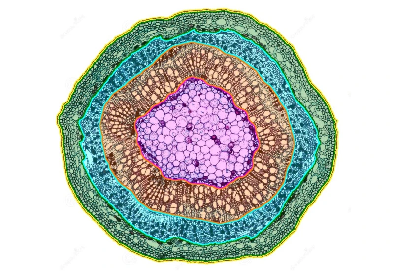 Dynamic Content Image